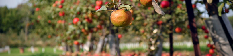 quando potare alberi da frutto