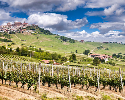estetica-impianto-vigneto-macchine-agriole-interfilari-bfm