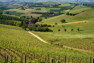 trinciatura-vigneto-trinciasarmenti-trincia-bfm-macchinari-agricoli