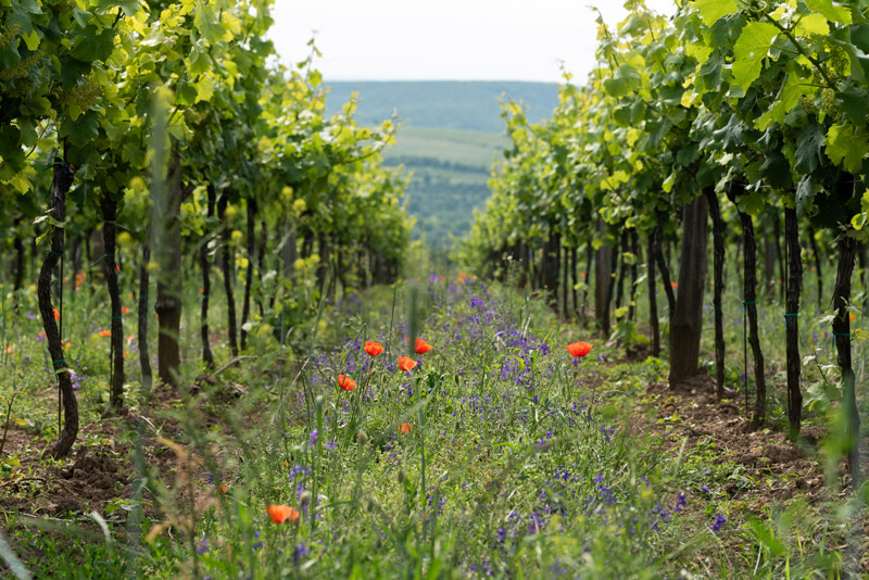 inerbimento-vigneto-bfm-macchine-agricole
