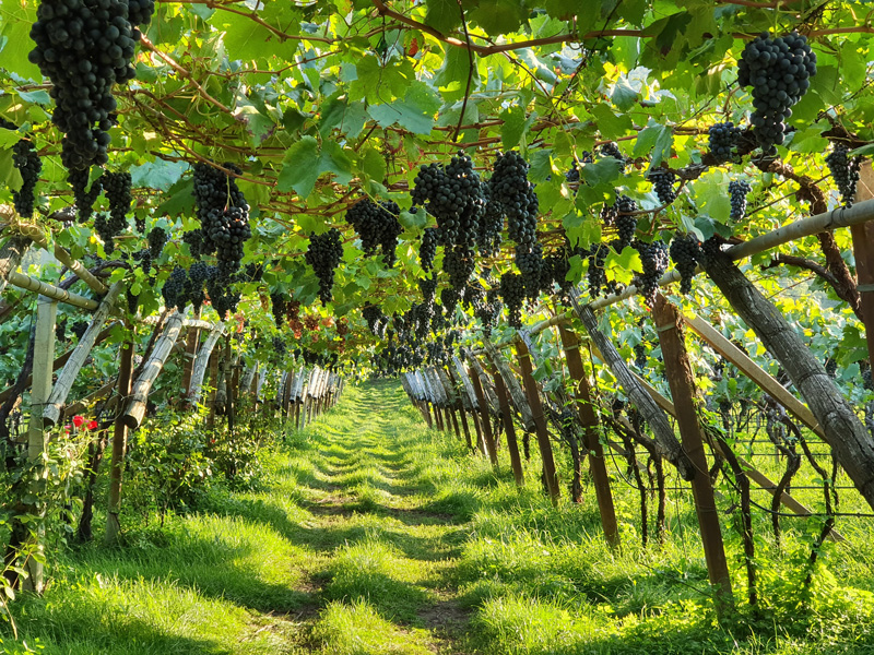 potatura-delle-viti-a-pergola-bfm-macchine-agricole