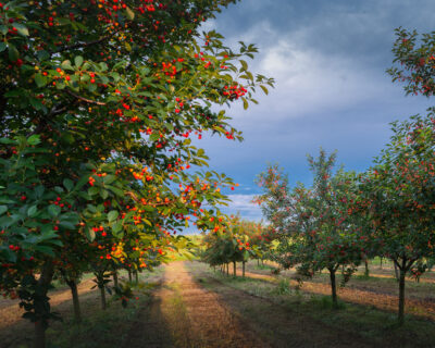 macchine-agricole-interfilari-bfm-italy-frutteti-1