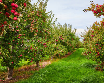 macchine-agricole-interfilari-bfm-italy-frutteti-2