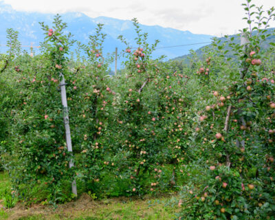 macchine-agricole-interfilari-bfm-italy-frutteti-3