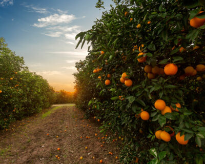 macchine-agricole-interfilari-bfm-italy-frutteti-4
