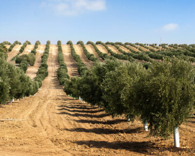 macchine-agricole-interfilari-bfm-italy-uliveti-1