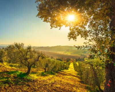 macchine-agricole-interfilari-bfm-italy-uliveti-3
