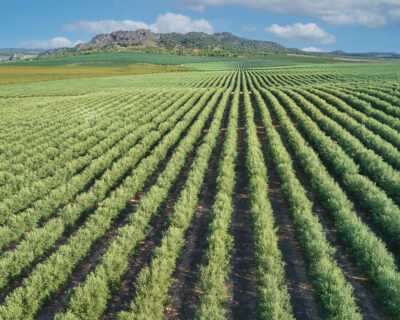 macchine-agricole-interfilari-bfm-italy-uliveti-4