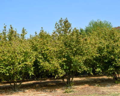 macchine-agricole-interfilari-noccioleti-bfm-italy-1