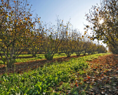 macchine-agricole-interfilari-noccioleti-bfm-italy-2