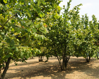 macchine-agricole-interfilari-noccioleti-bfm-italy-5