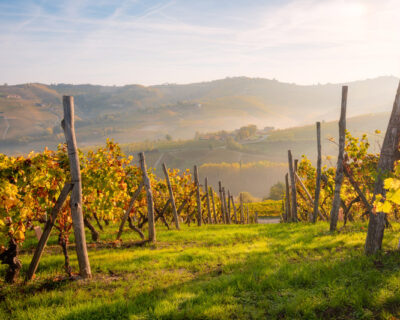 macchine-agricole-interfilari-vigneti-bfm-italy-1