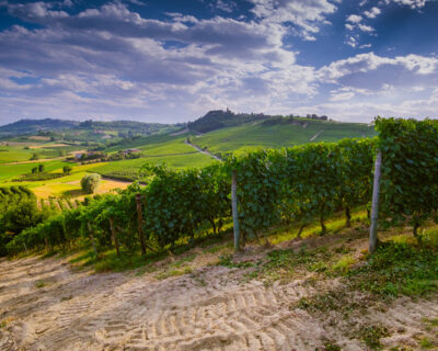 macchine-agricole-interfilari-vigneti-bfm-italy-2
