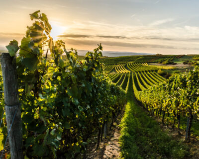 macchine-agricole-interfilari-vigneti-bfm-italy-3
