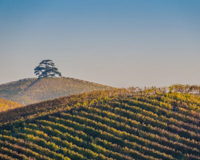 macchine-agricole-interfilari-vigneti-bfm-italy-4