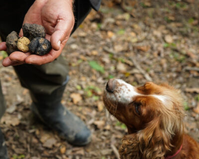 macchine-agricole-tartufaie-bfm-Italy-cane-tartufo