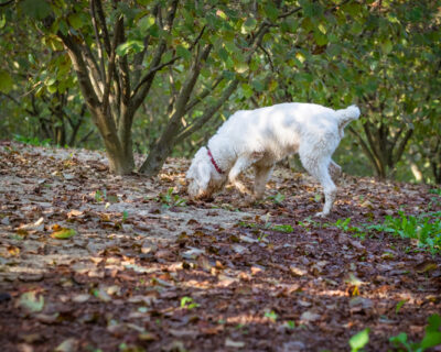 macchine-agricole-tartufaie-bfm-italy-alberi-cane-da-tartufo