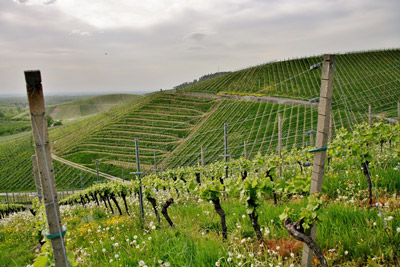 inerbimento-vigneto-cambiamenti-climatici-bfm-macchine-agricole