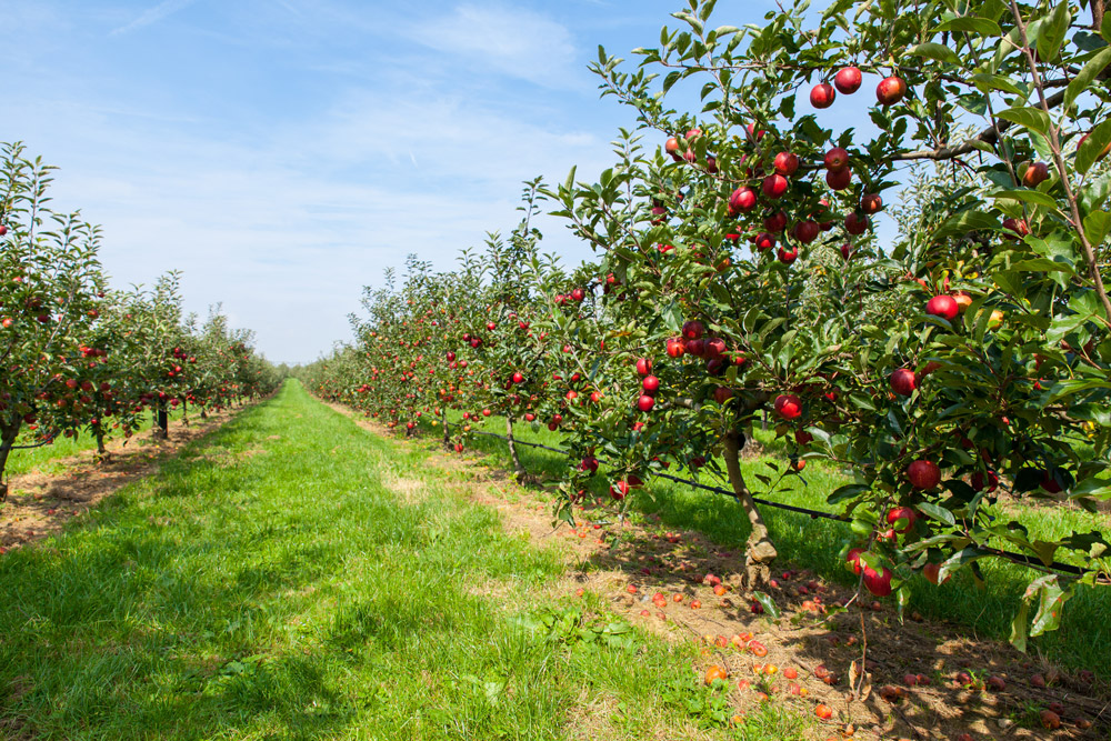 normative e macchine agricole bfm italy