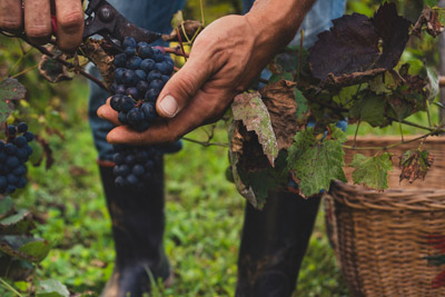 normative_macchine_agricole_bfm_italy_viticoltura