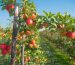 macchine interfilari frutteto bfm italy macchine agricole