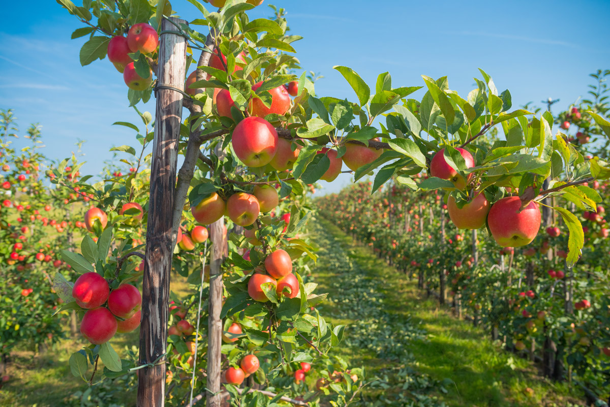 macchine interfilari frutteto bfm italy macchine agricole