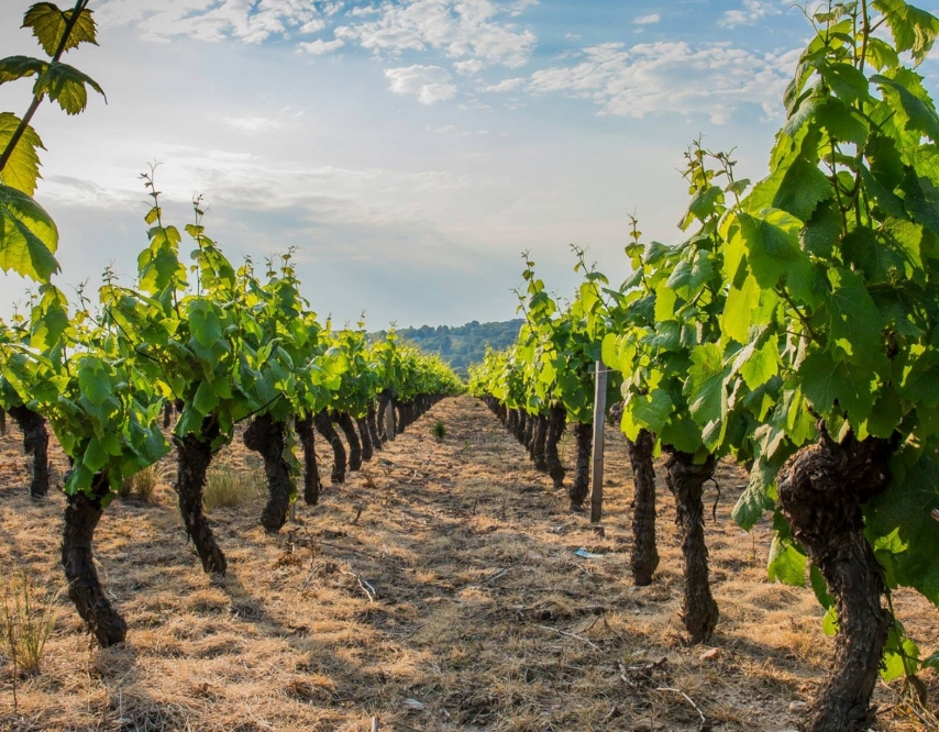 Confronto tra terreno compattato con suola di lavorazione e terreno sano dopo fresatura con frese BFM