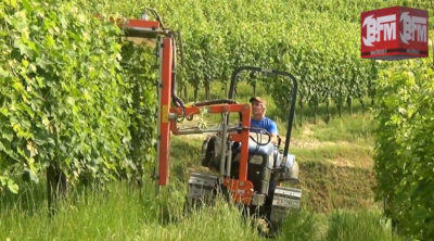 Cimatrice BFM in azione su vigneto durante la potatura verde estiva