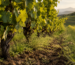Dettaglio dell’interfila di un vigneto con terreno lavorato